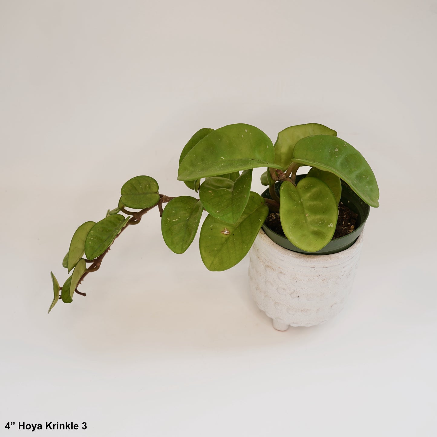 4” Hoya Ripple Krinkle Leaf