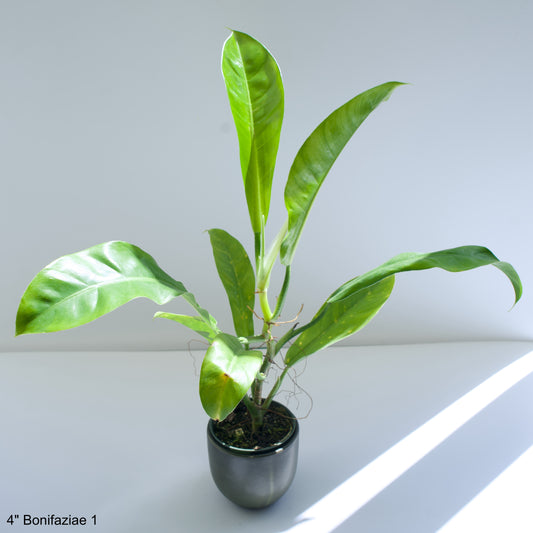 4" Philodendron Bonifaziae