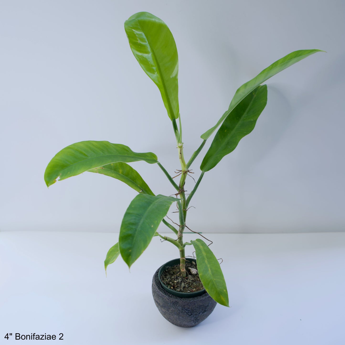 Story Sale: 4" Philodendron Bonifaziae