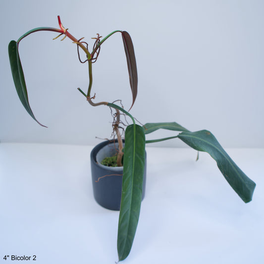 4" Philodendron Bicolor