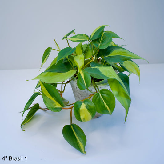 4" Philodendron Cordatum Brasil