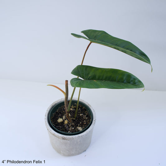STORY SALE: 4" Philodendron Felix