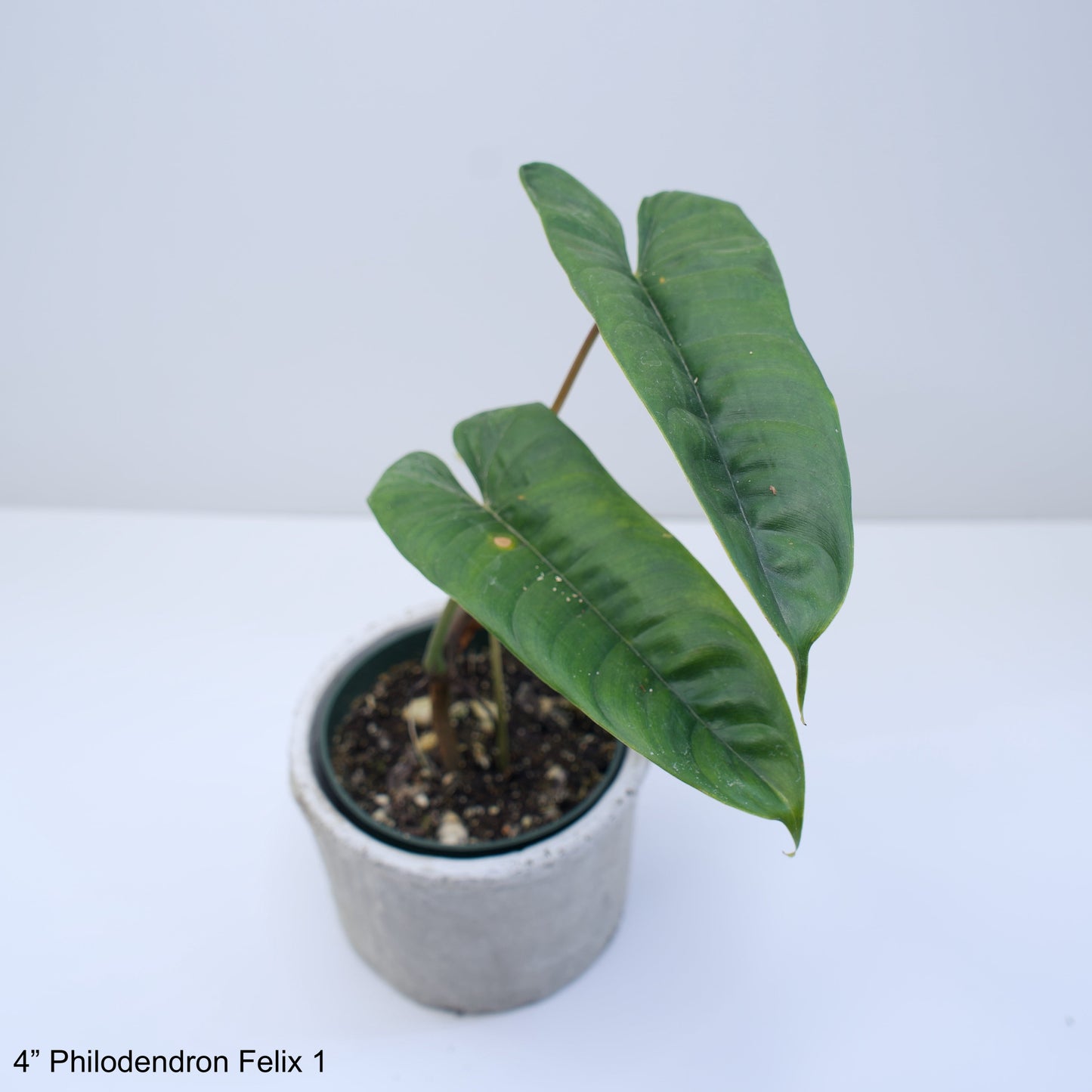 STORY SALE: 4" Philodendron Felix