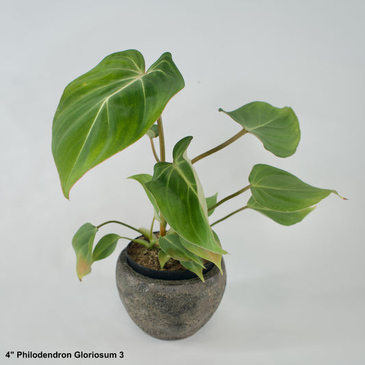 4" Philodendron Gloriosum