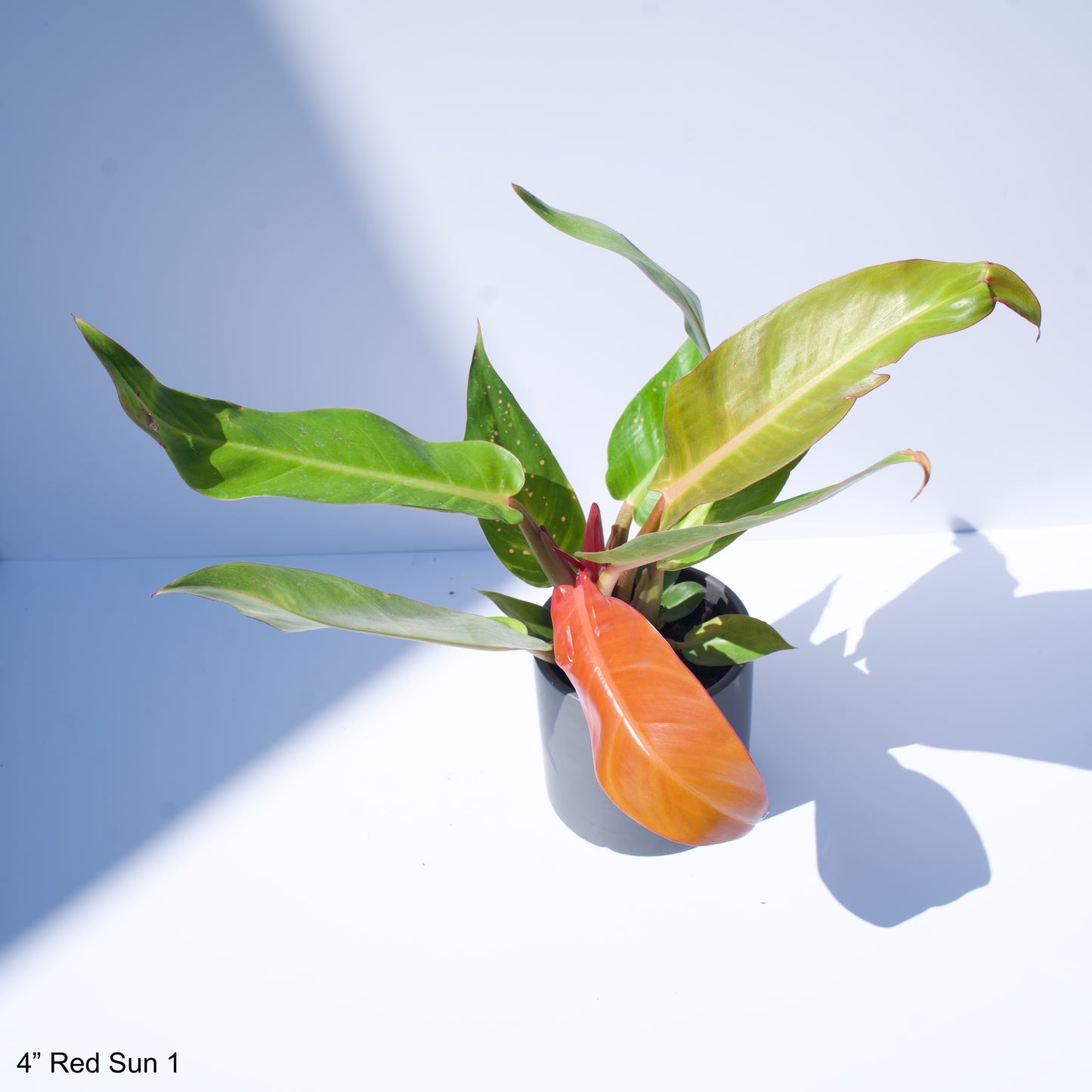 4" Philodendron Red Sun