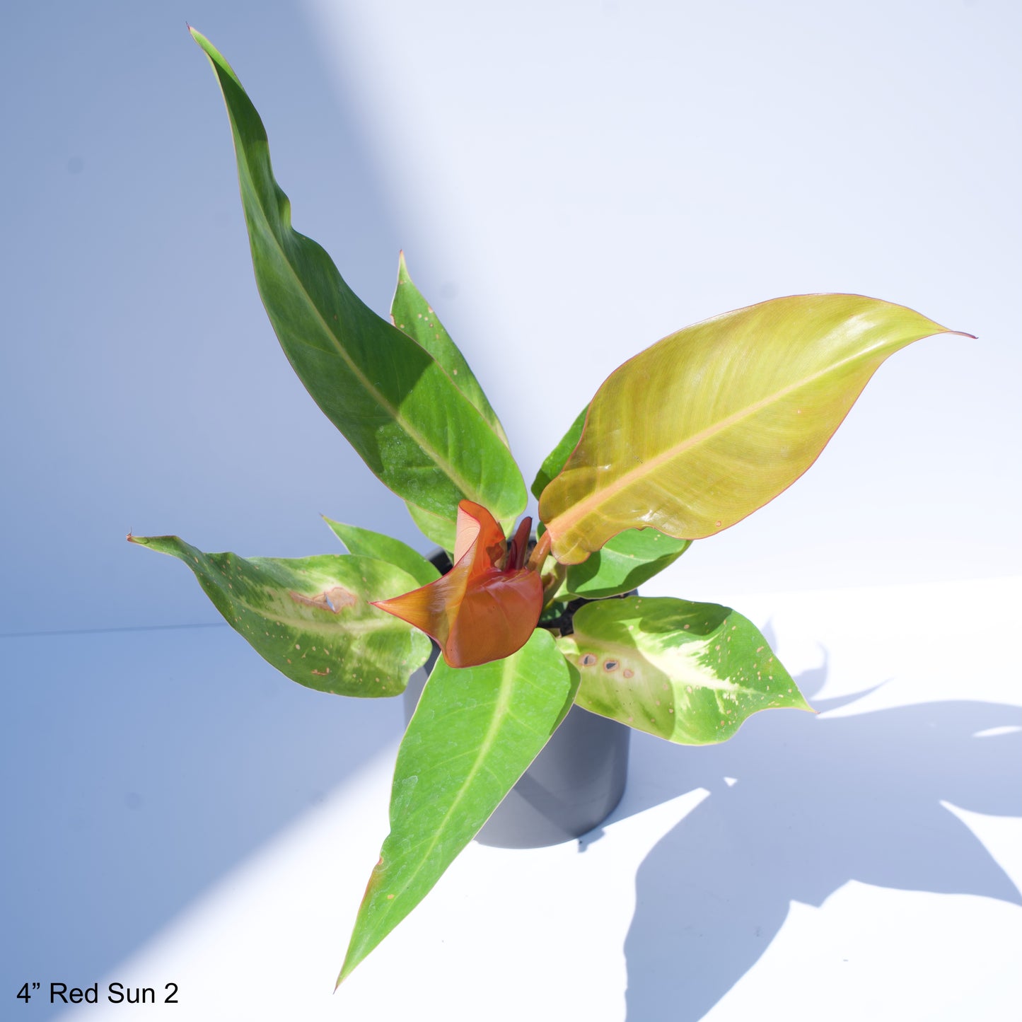 4" Philodendron Red Sun