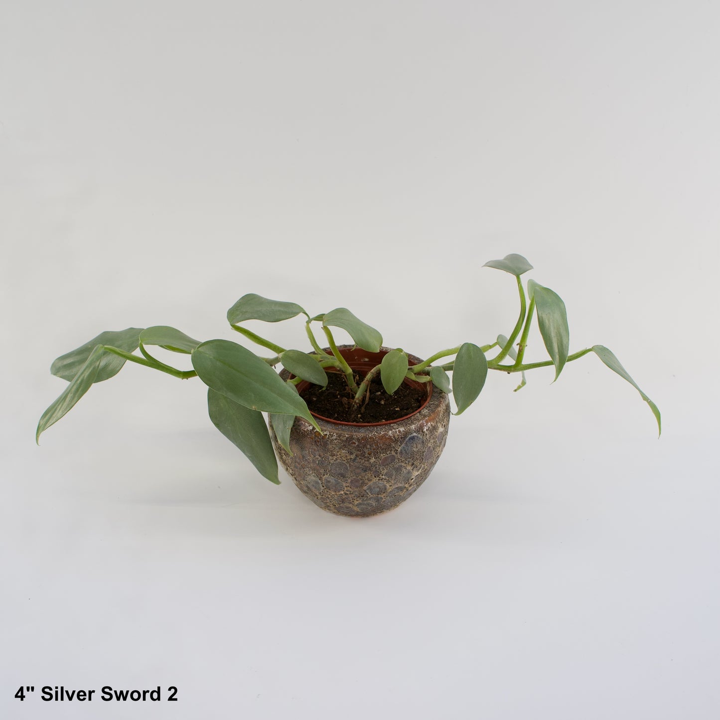 4" Philodendron Silver Sword