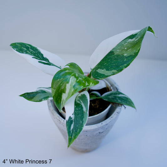 4" Philodendron White Princess