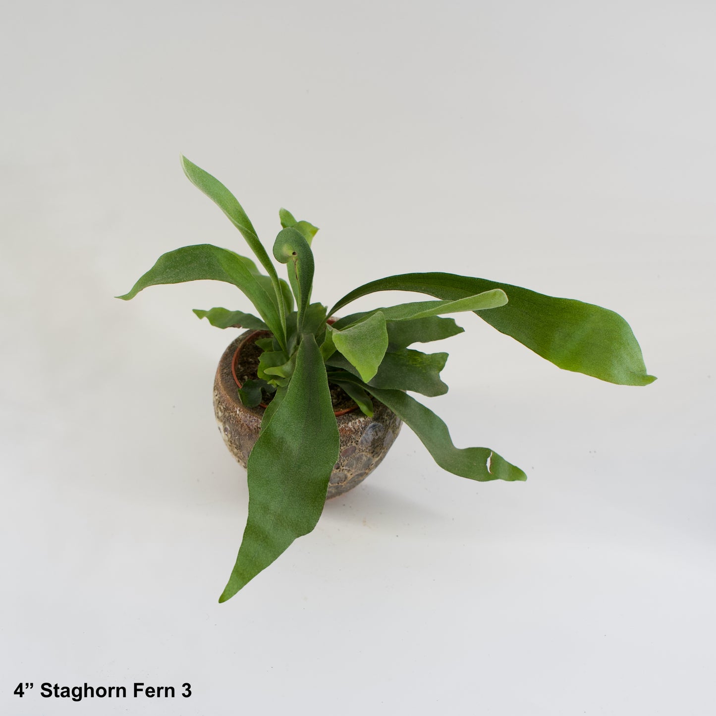 4" Potted Staghorn Fern Platycerium Bifurcatum