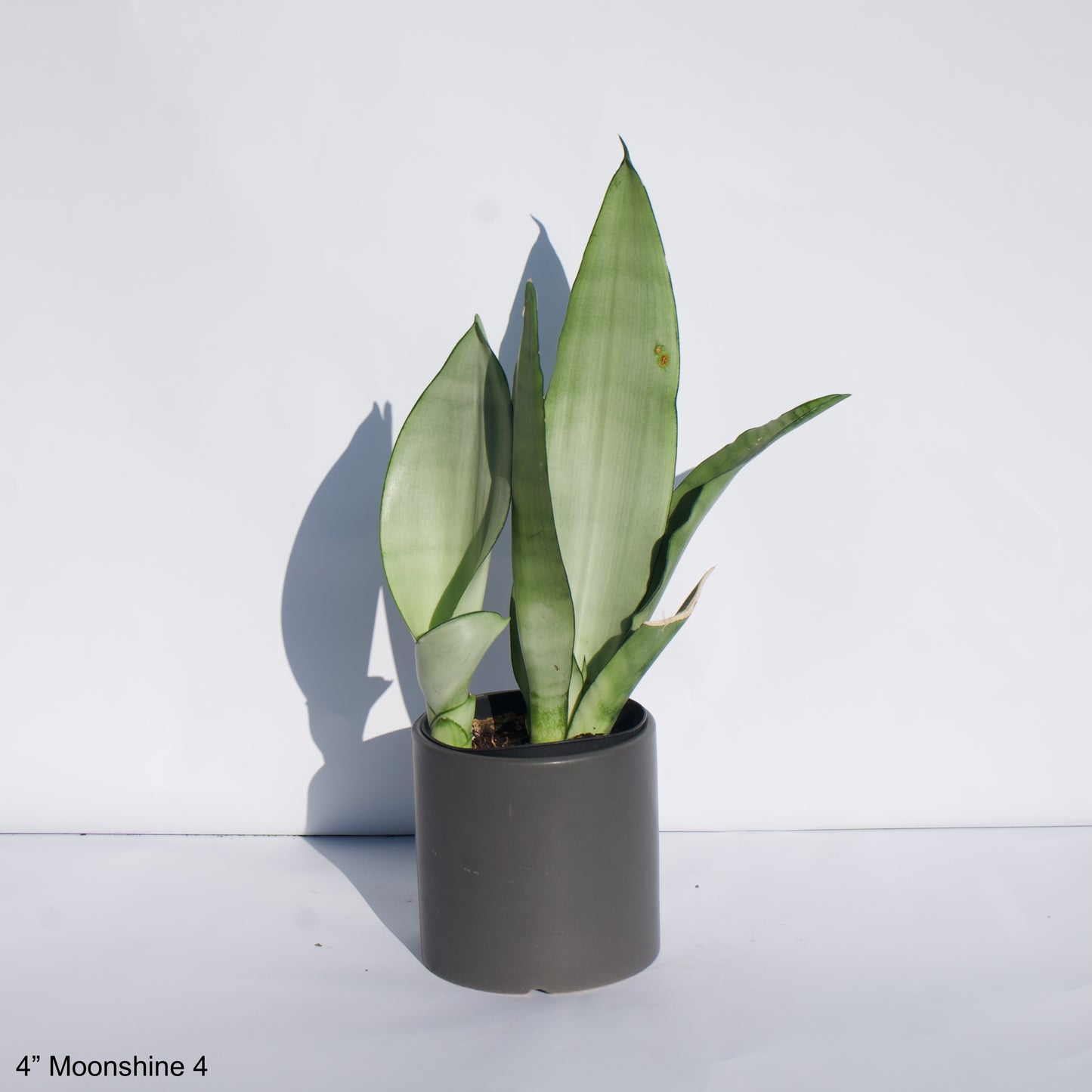 4” Sansevieria Moonshine