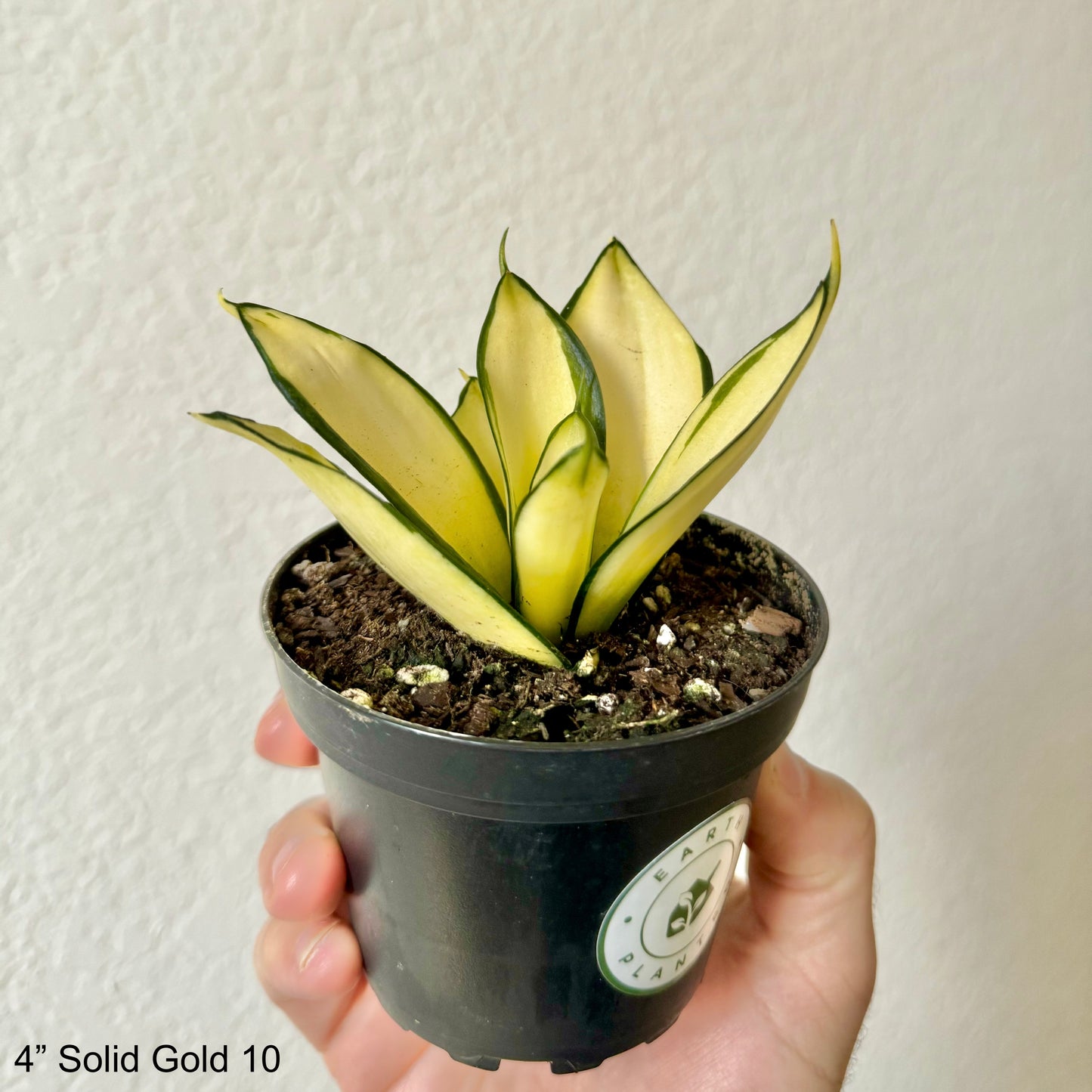 4" Sansevieria Solid Gold