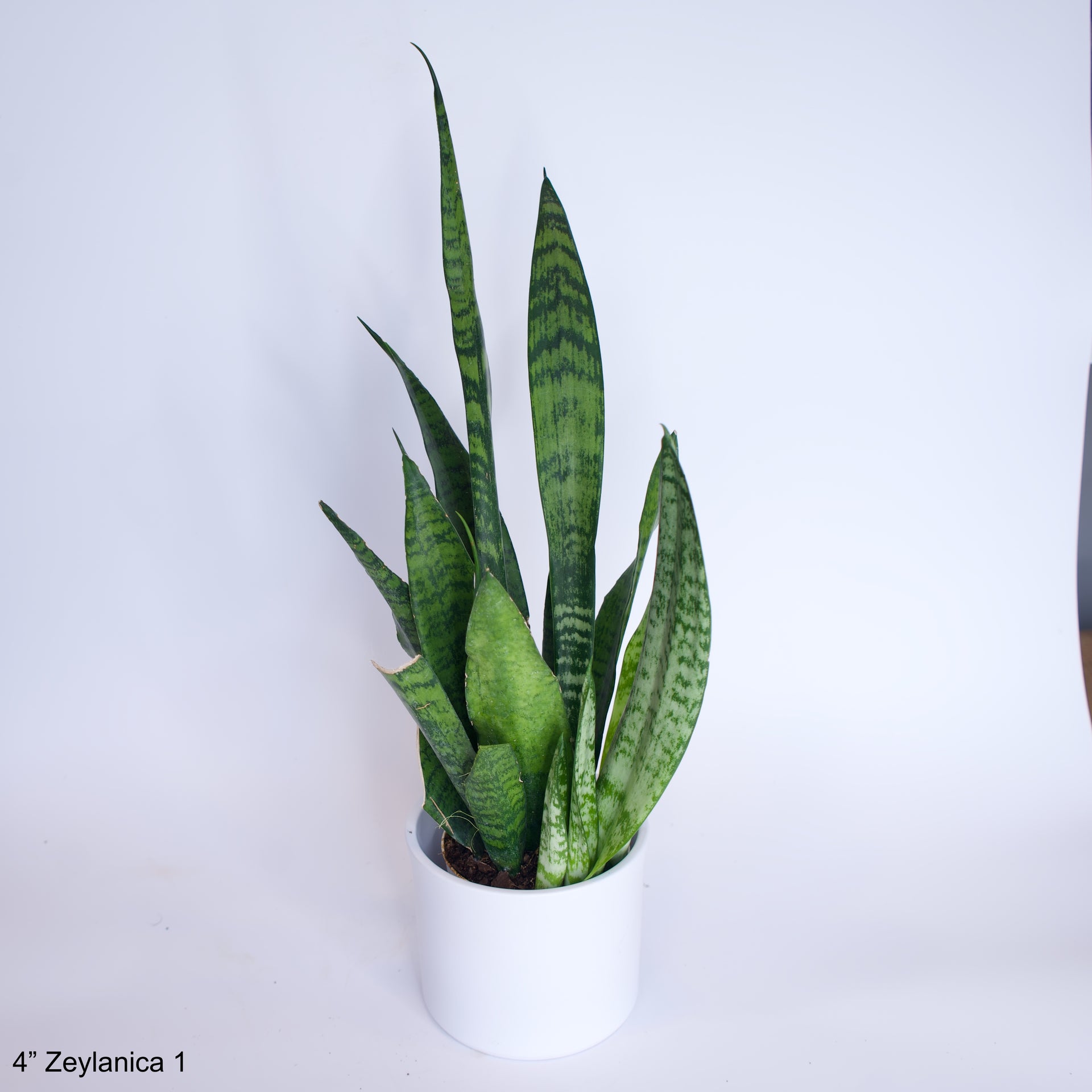 4 Sansevieria Zeylanica  Earth Planted