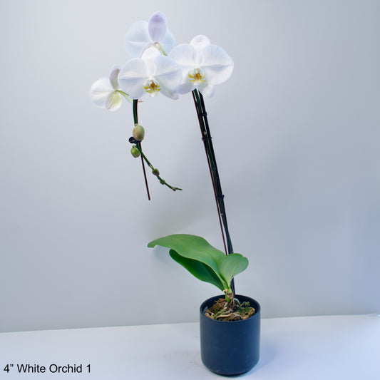 4" White Orchid Phalaenopsis One Spike Cascade
