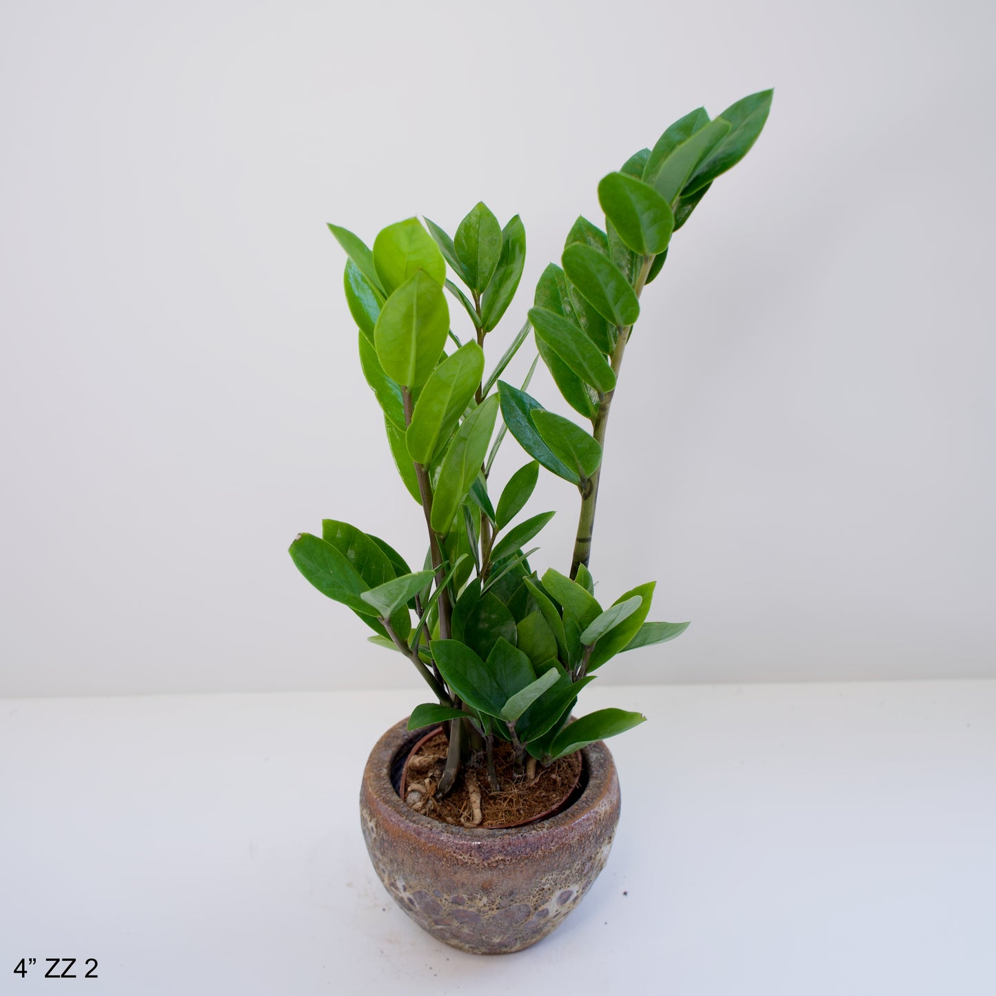 4" ZZ Plant Zamioculcas Zamiifolia