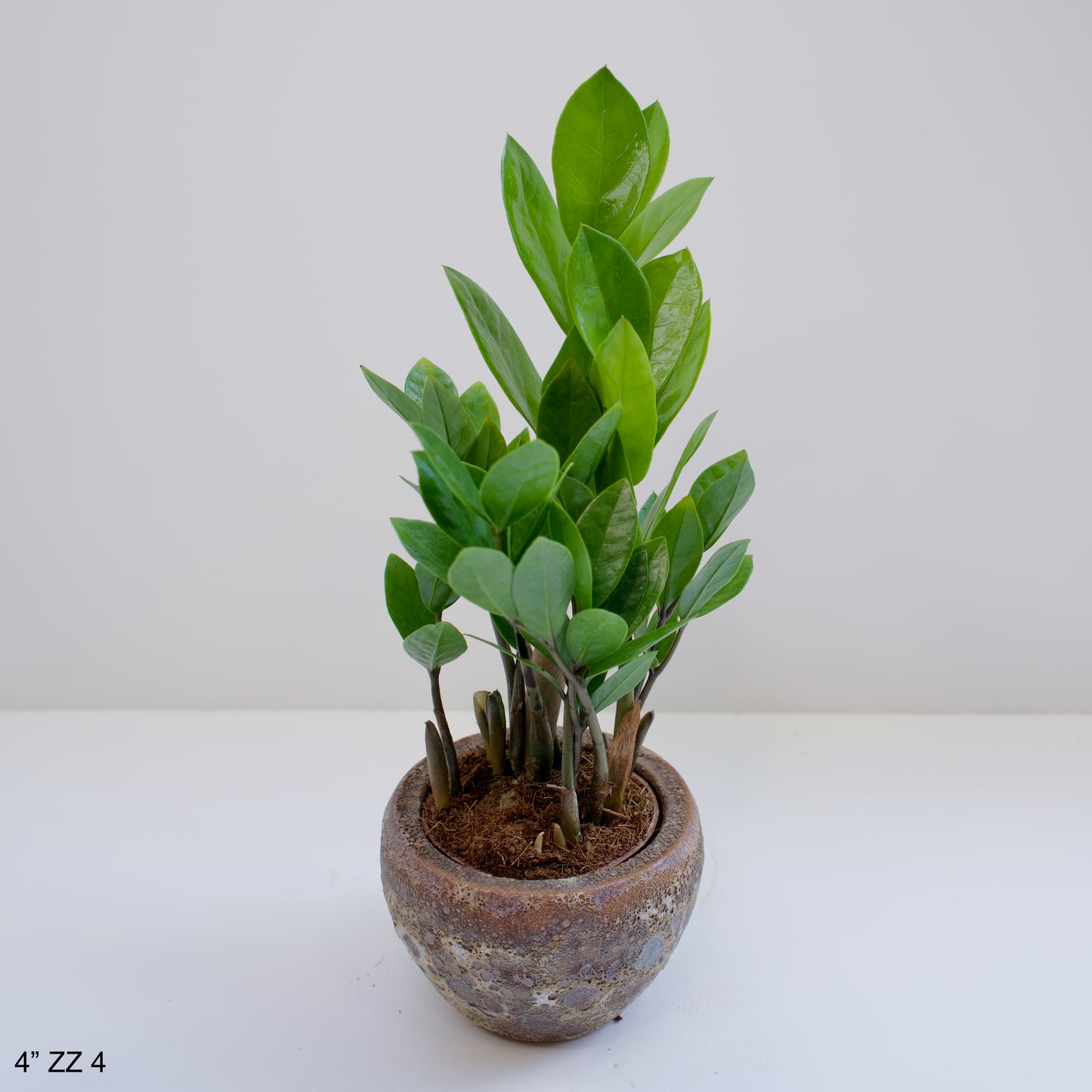 4" ZZ Plant Zamioculcas Zamiifolia