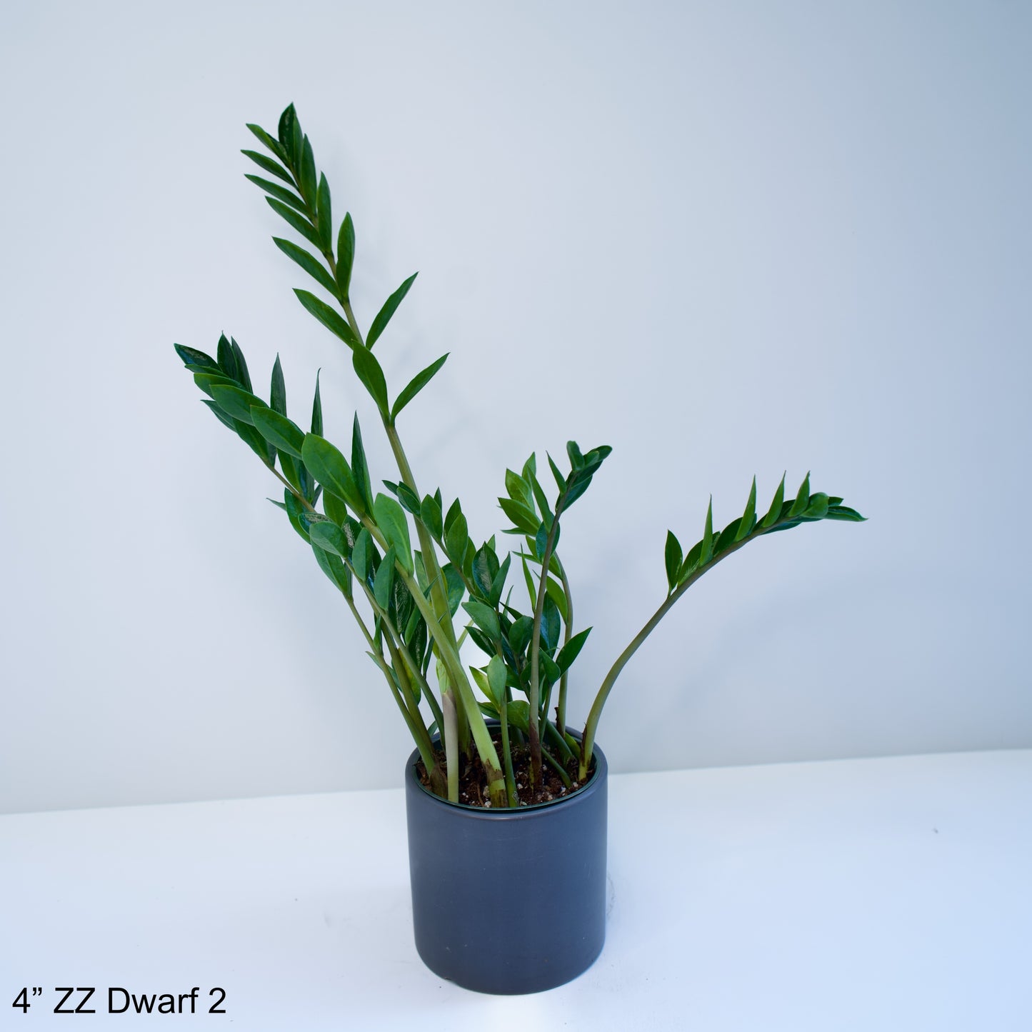 4" Zamioculcas Zamiifolia ZZ Dwarf Mini Leaf
