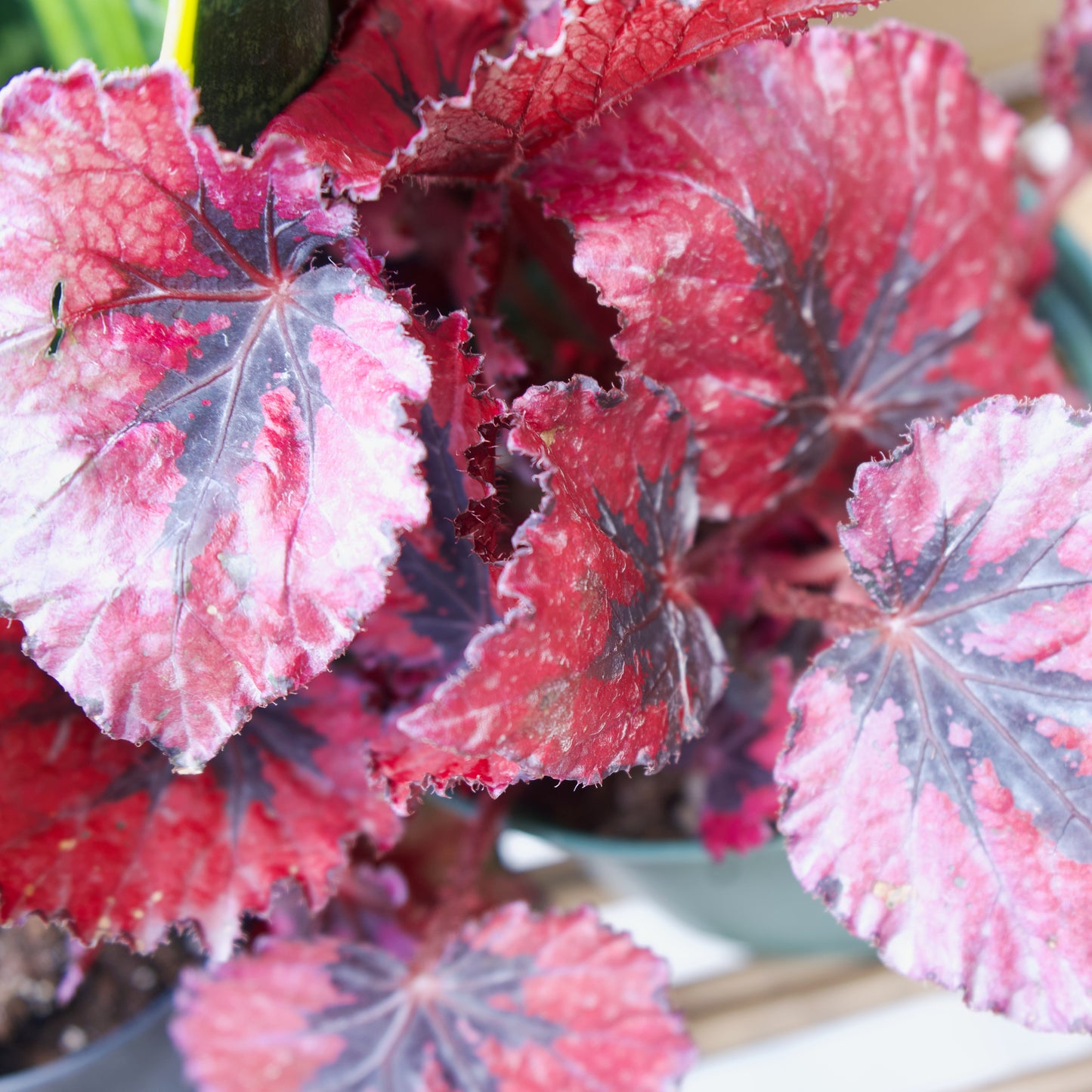 6" Begonia Rex Kotobuki