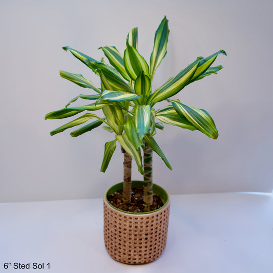 6" Dracaena Sted Sol Cane