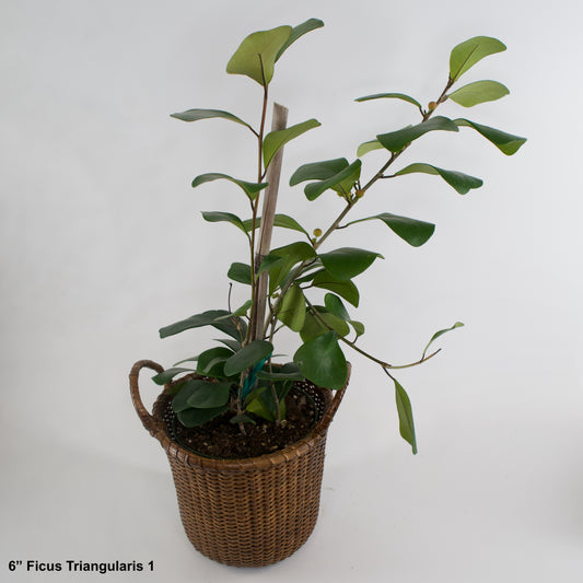 6" Ficus Triangularis