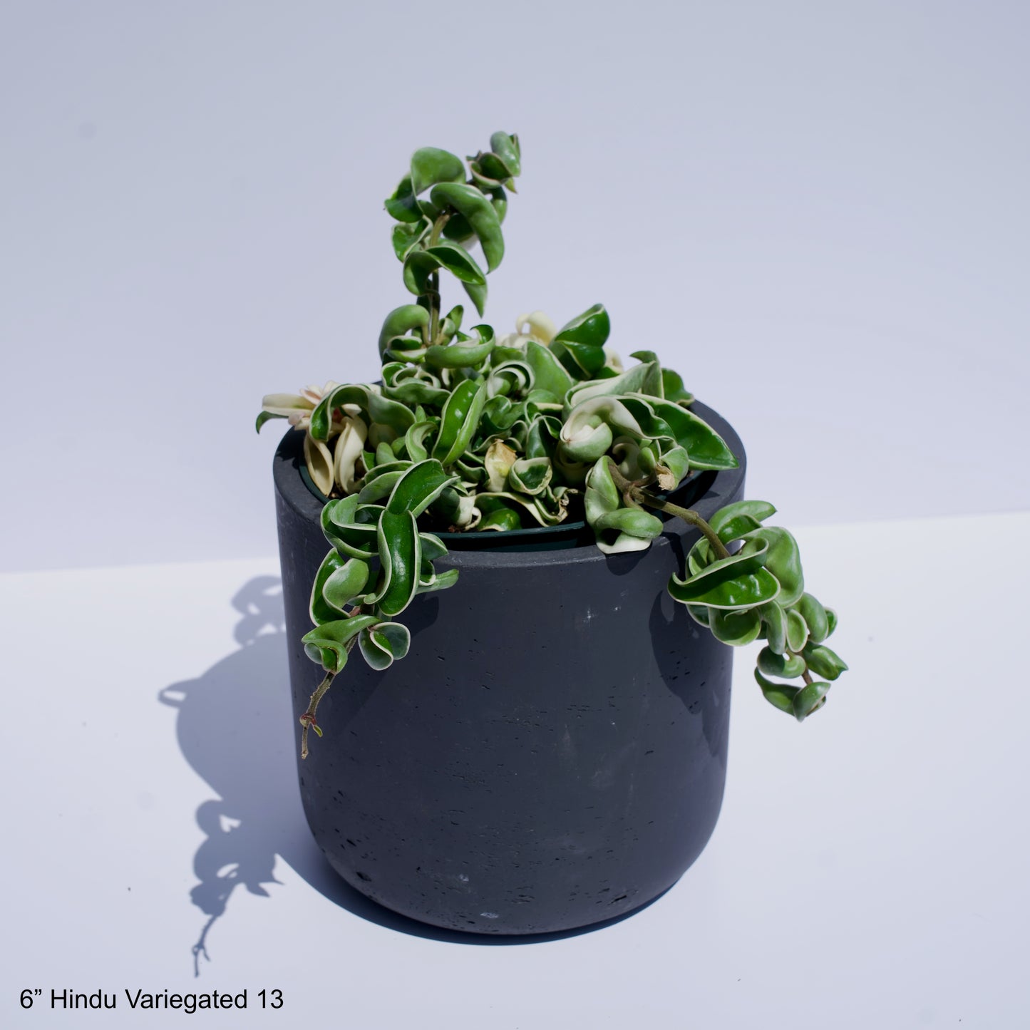 6" Hoya Hindu Rope Variegated