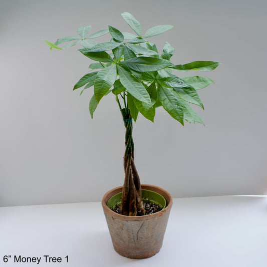 6" Money Tree Pachira Aquatica Braided