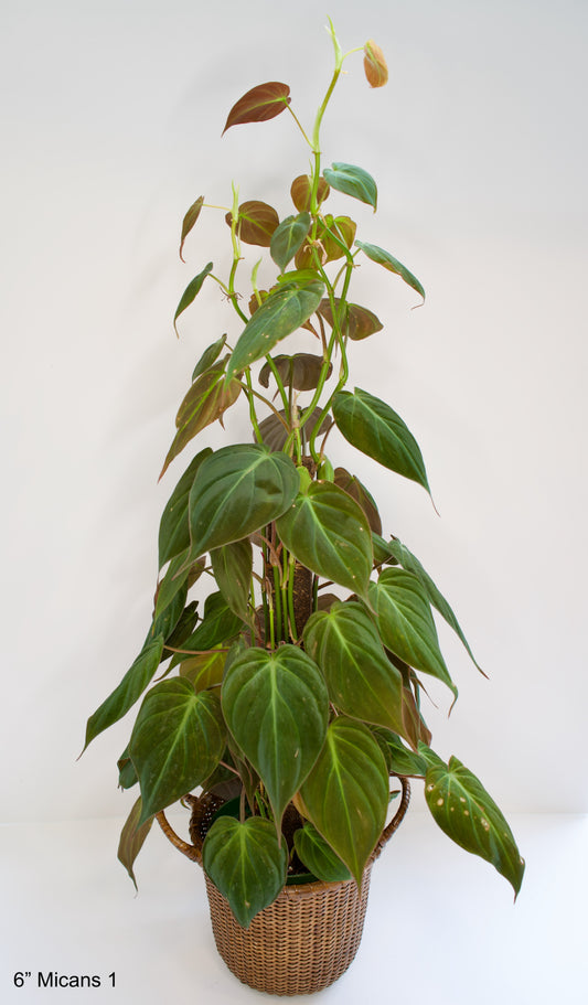 6" Philodendron Micans with pole