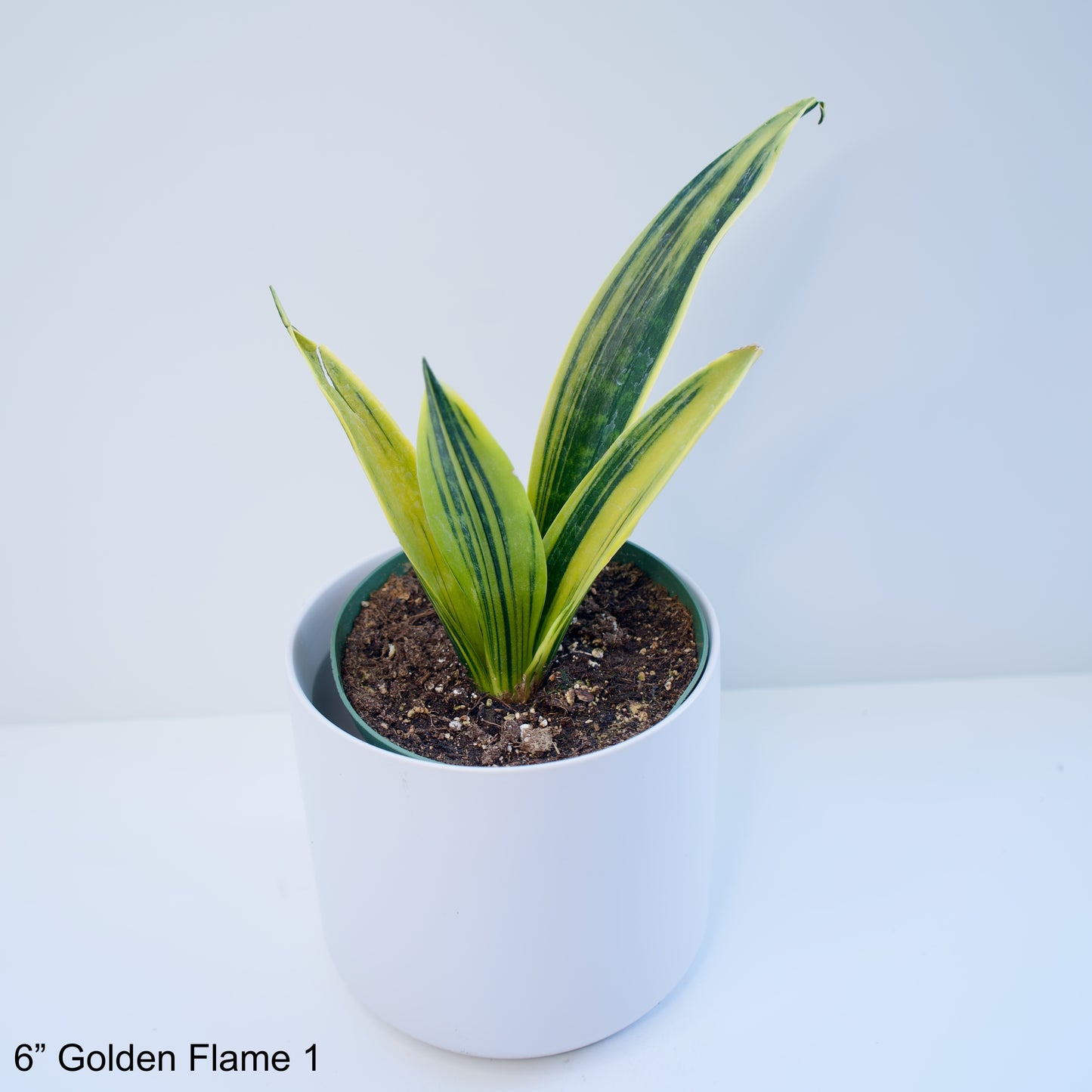 6" Sansevieria Golden Flame