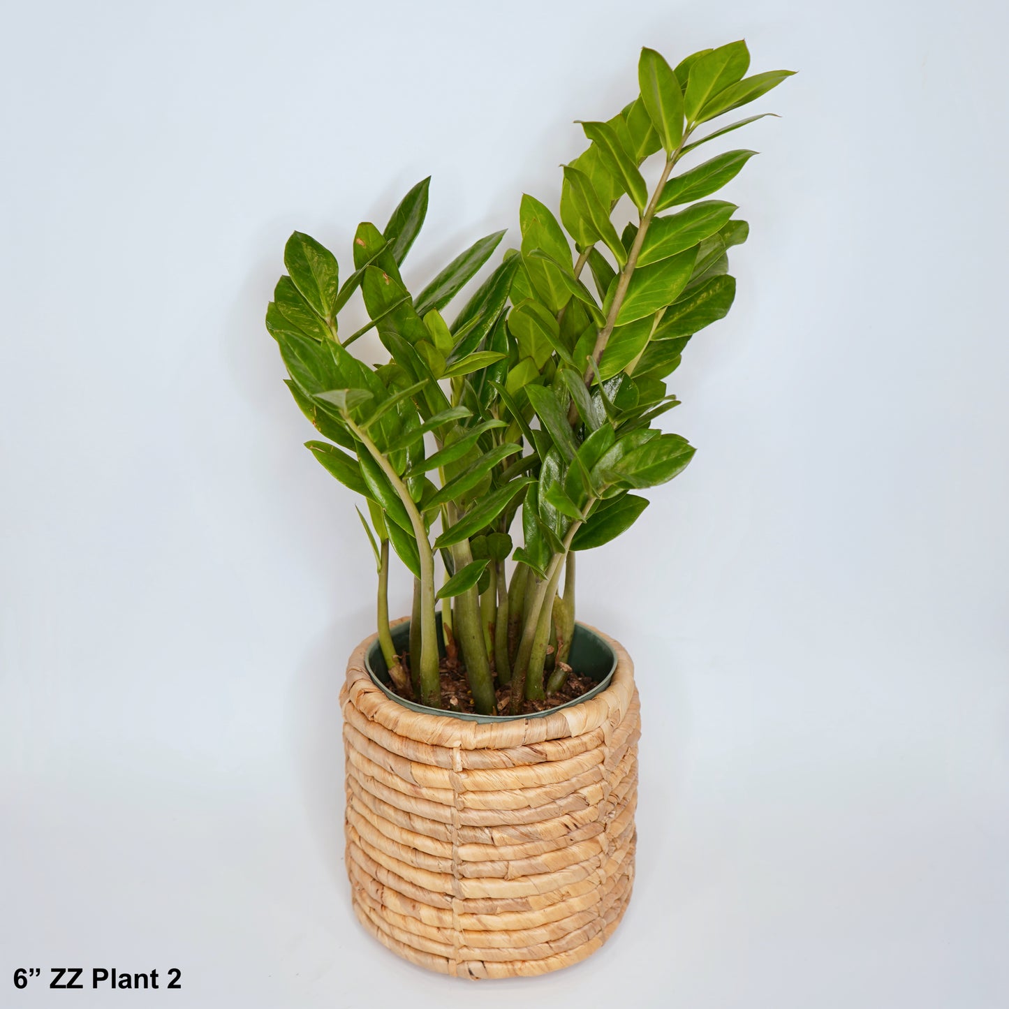 6" ZZ Plant Zamioculcas Zamiifolia