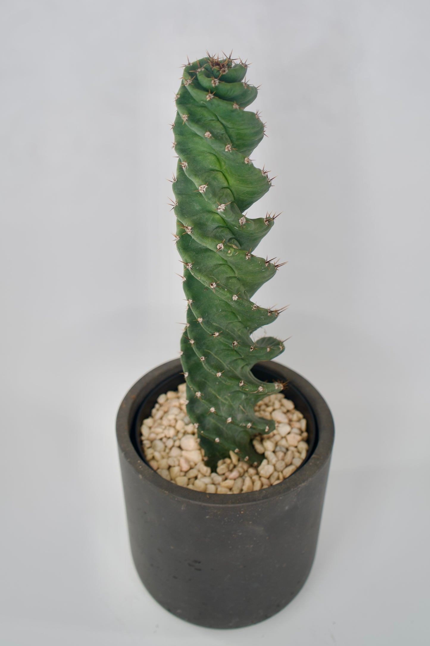 6" Spiral Cactus Twisted Tornado Cereus Forbesii Spiralis