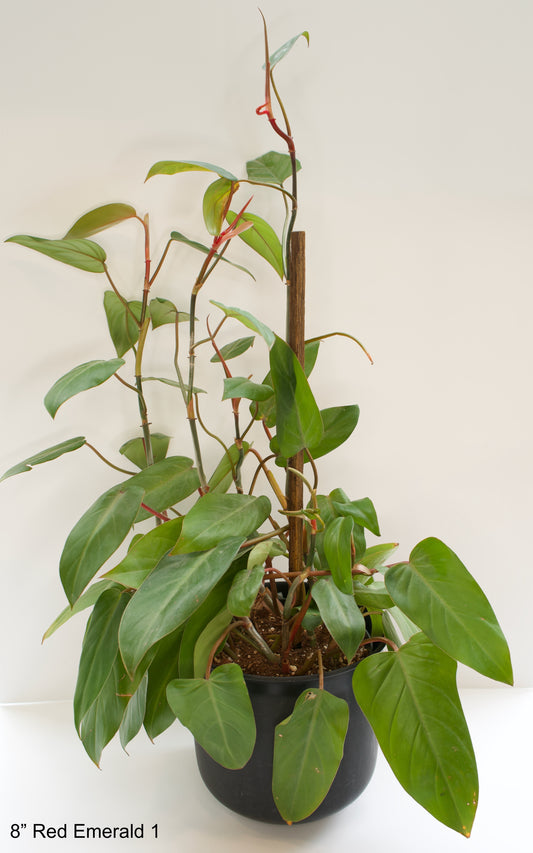 8" Philodendron Red Emerald