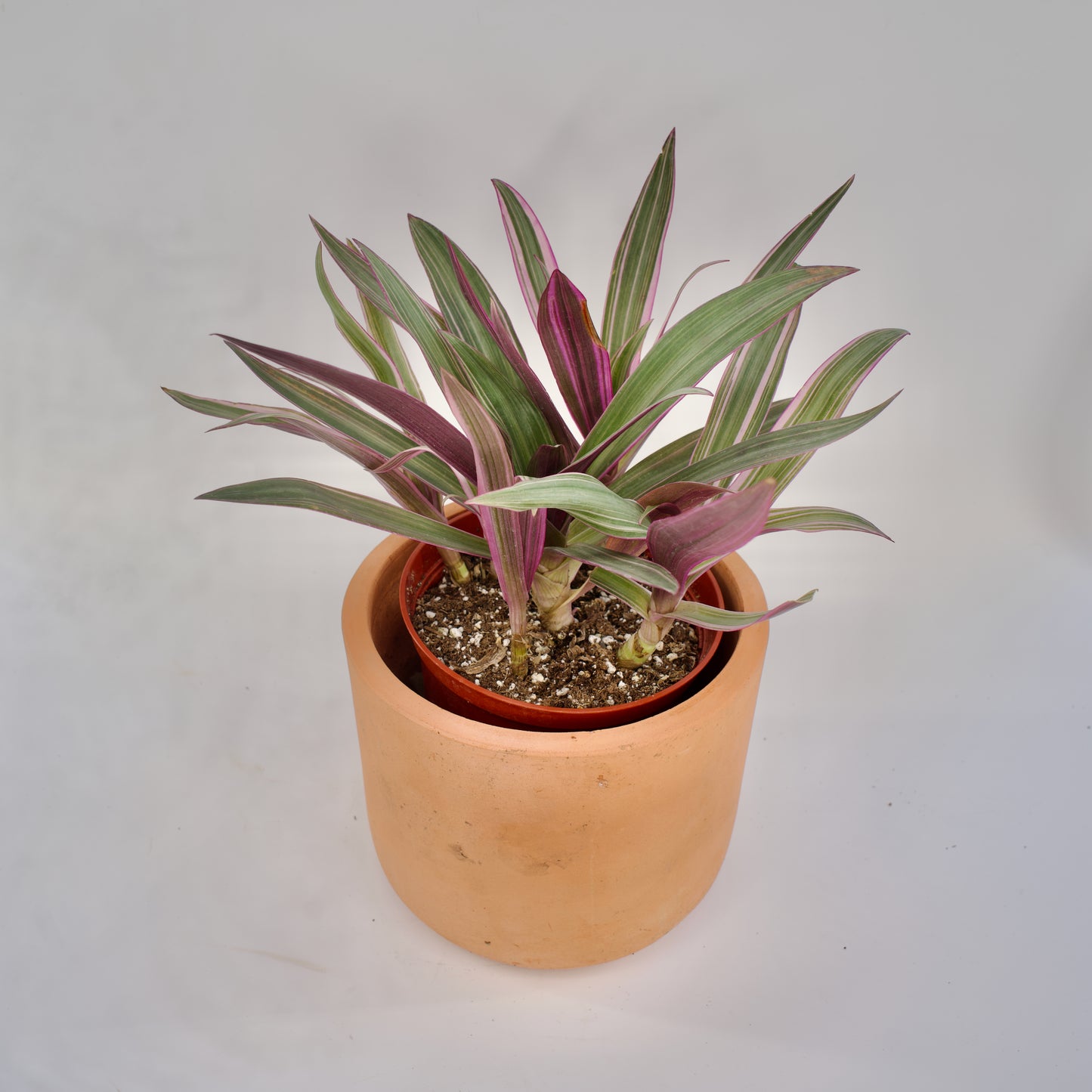 6" Tradescantia Spathacea Moses in the Cradle Oyster Plant