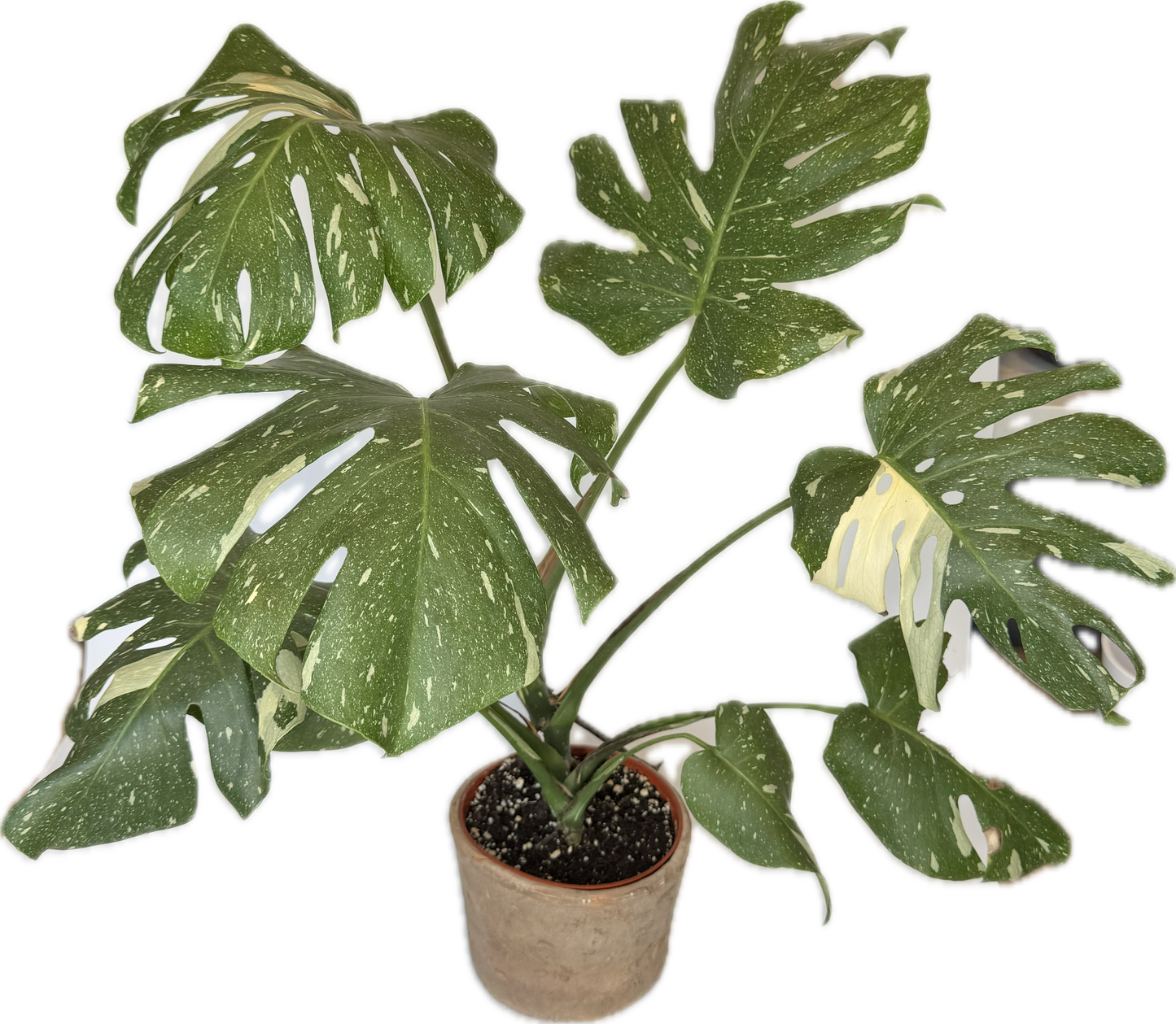 6" Monstera Thai Constellation