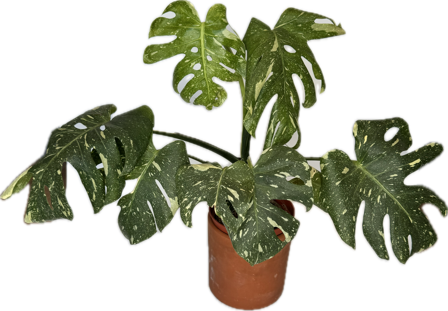 6" Monstera Thai Constellation