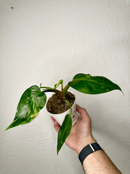 STORY SALE: 4" Philodendron White Princess