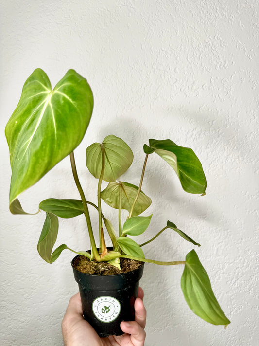 STORY SALE: 4" Philodendron Gloriosum