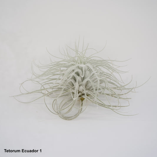 5" Tetorum Ecuador Air Plant