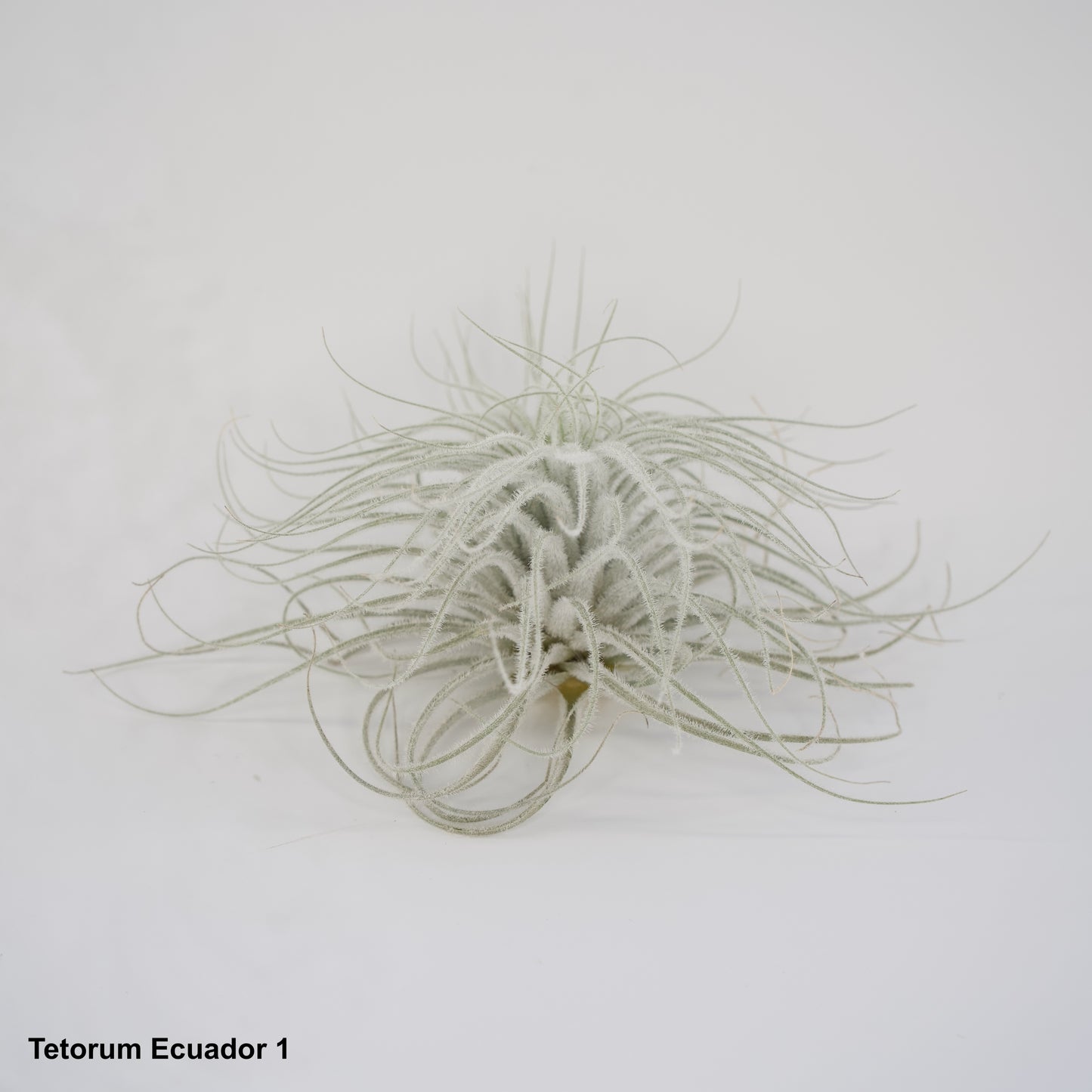 5" Tetorum Ecuador Air Plant
