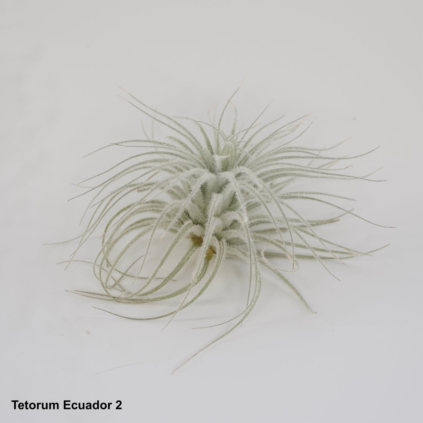 5" Tetorum Ecuador Air Plant