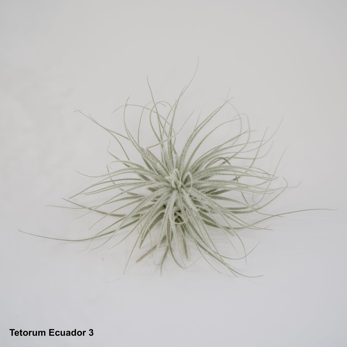 5" Tetorum Ecuador Air Plant