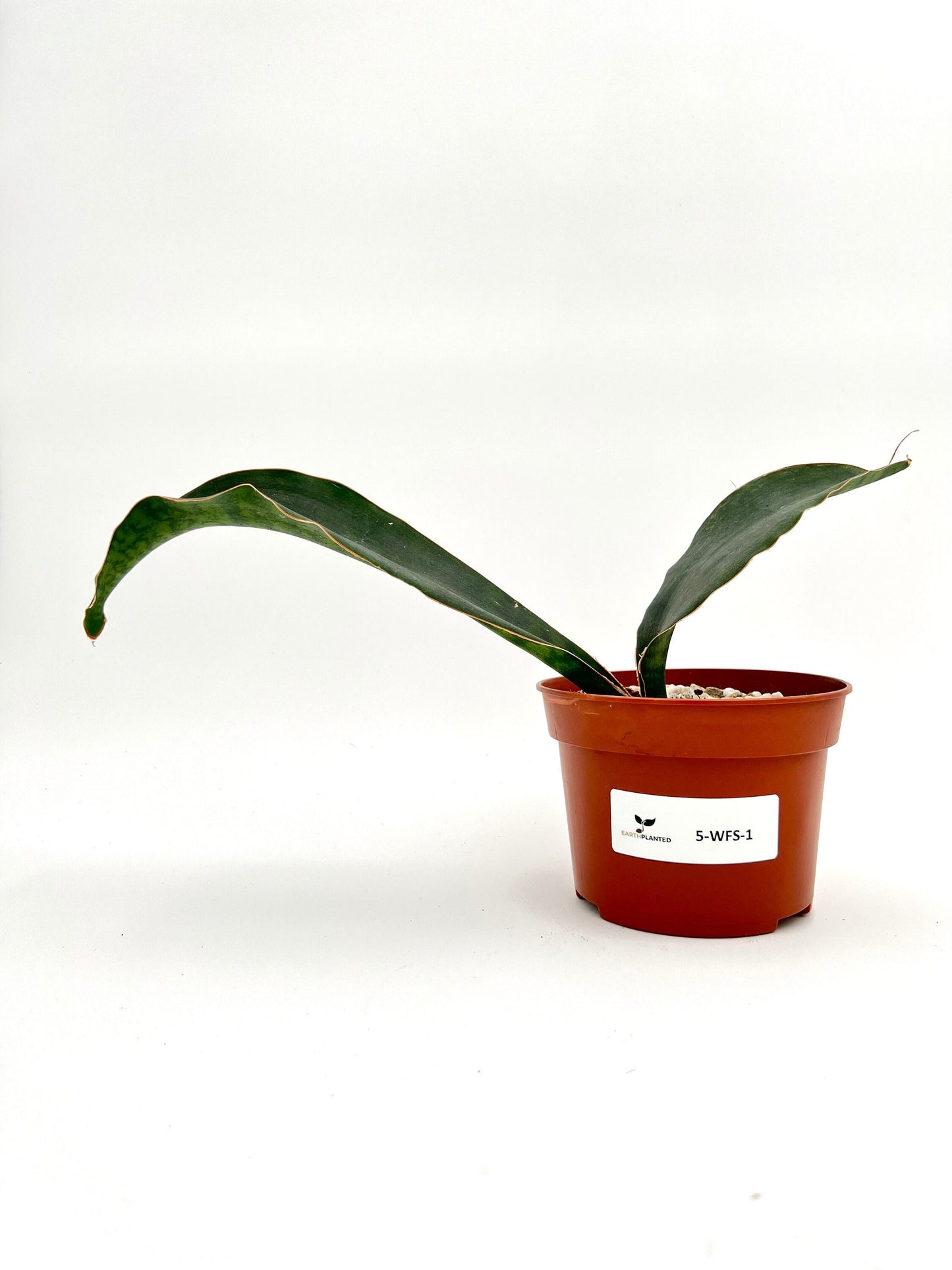 5" Whale Fin Sansevieria Masoniana