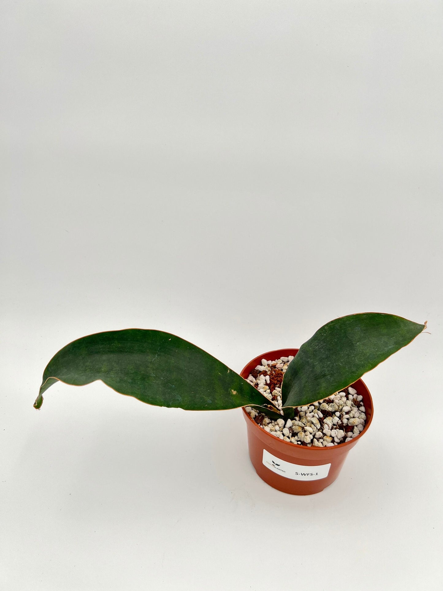 5" Whale Fin Sansevieria Masoniana