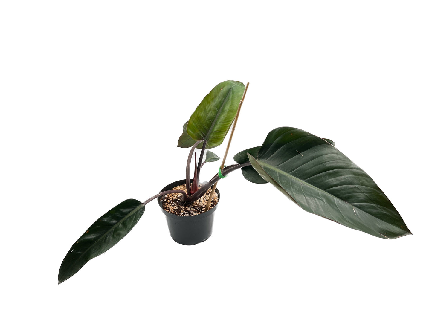 8" Philodendron Red Congo