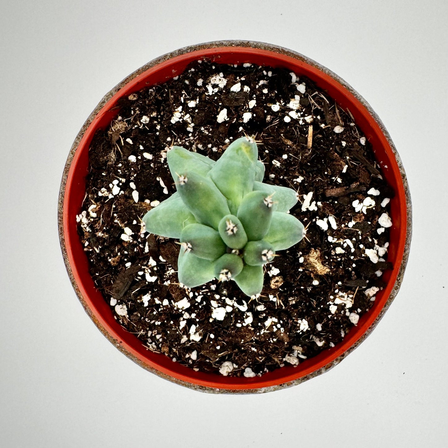 4" Boobie Cactus (Myrtillocactus Geometrizans Fukurokuryuzinboku)