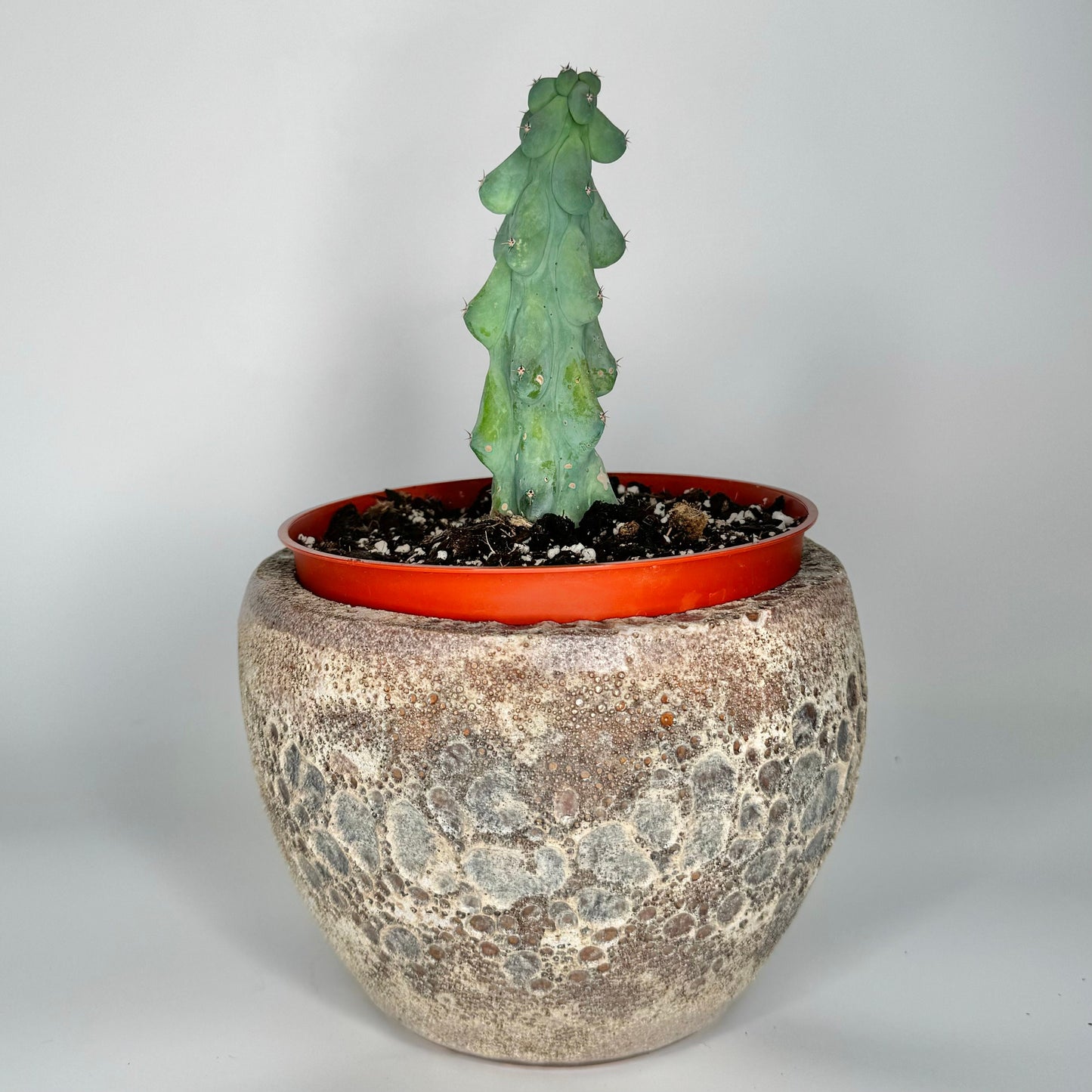 5" Boobie Cactus (Myrtillocactus Geometrizans Fukurokuryuzinboku)