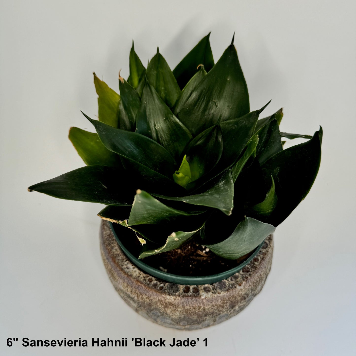 6" Sansevieria Hahnii 'Black Jade’