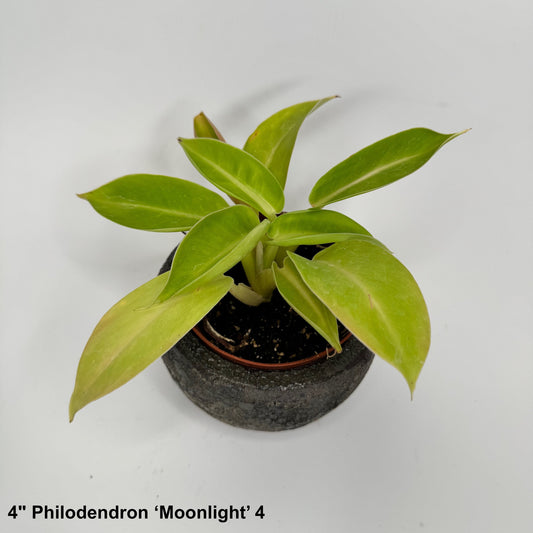4" Philodendron Moonlight